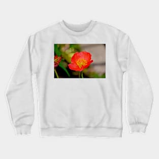 Winter Park 2018 Study 14 Crewneck Sweatshirt